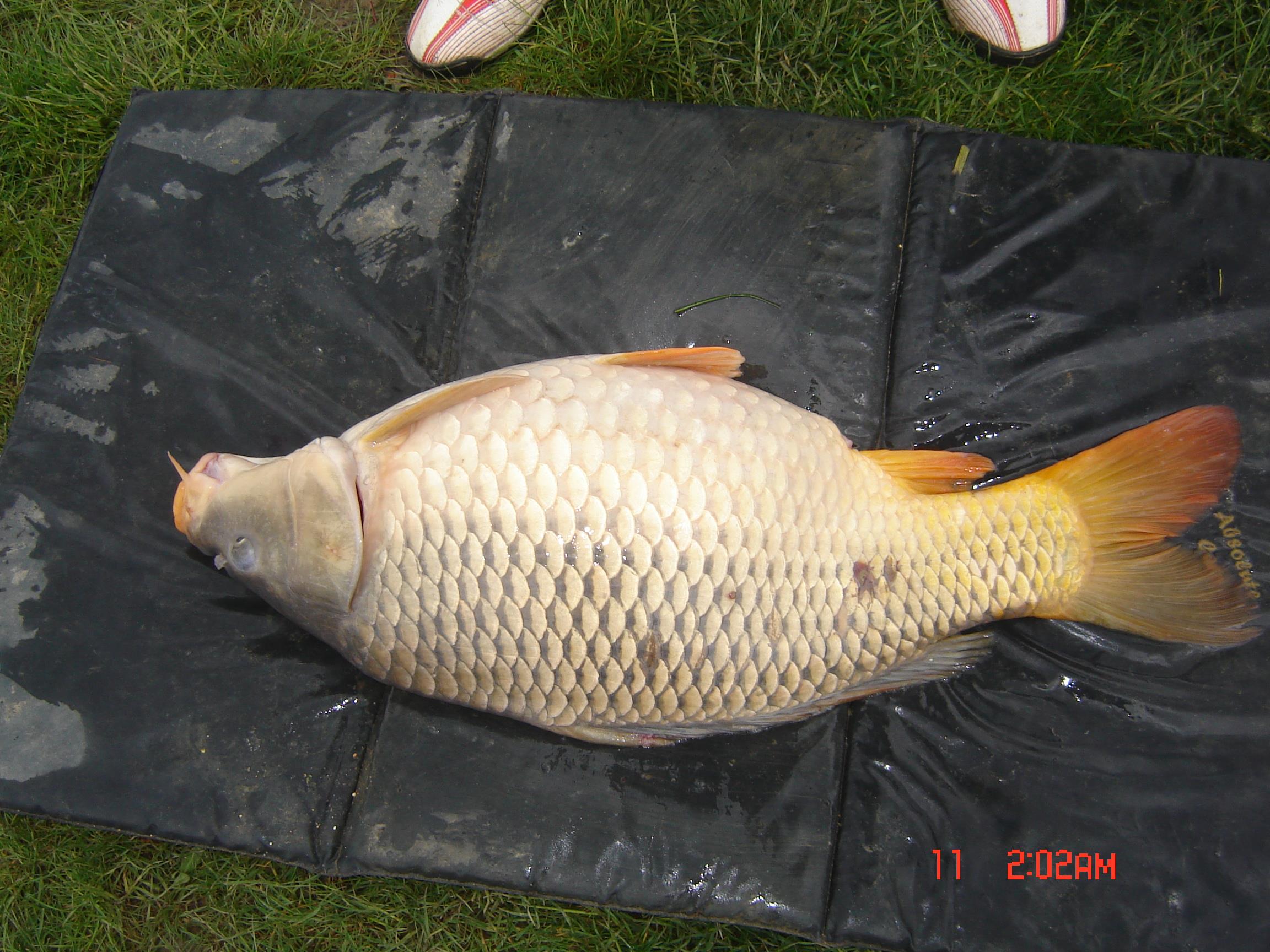 popesti - floarea popestiului